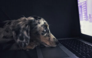 office dog